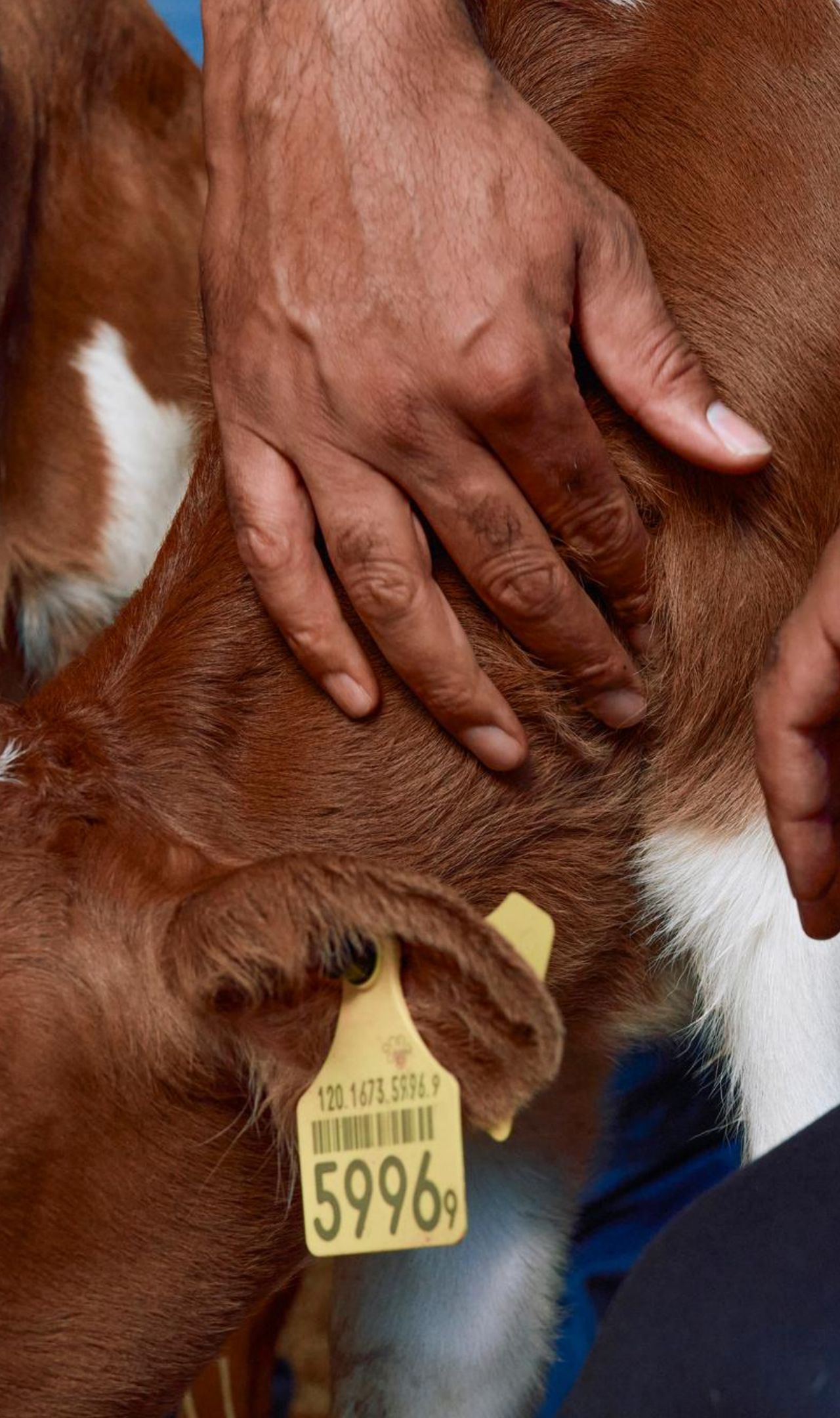 Animal vaccines are a lynchpin of global food security | Boehringer  Ingelheim