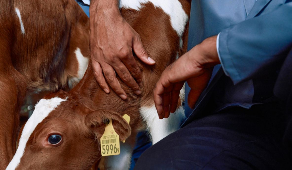 Animal vaccines are a lynchpin of global food security